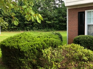 Bush Trimming by Duanne Browne for Jenny F. in Lawrenceville, GA
