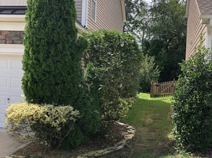 Bush Trimming by Brandon Brewer for Rahil M. in Concord, NC