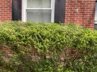 Bush Trimming by Westley West for Steven H. in Catonsville, MD
