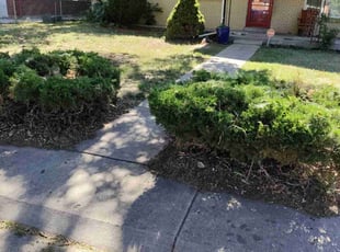 Bush Trimming by Joshua Hines for Judy S. in Aurora, CO
