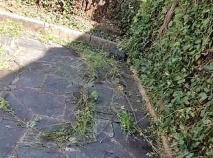 Cleanups by Allan Roberts for David R. in Washington, DC