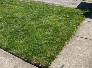Amie H.'s Lawn Mowing service result