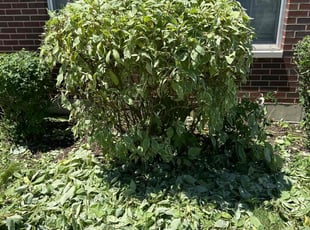 Bush Trimming by Ezekiel Isreal for Brittany H. in Chicago, IL