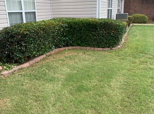Bush Trimming by Brandon Cummings for Joli D. in Marietta, GA