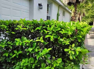 Bush Trimming by Vernon Simpkins for Janet P. in Mount Dora, FL