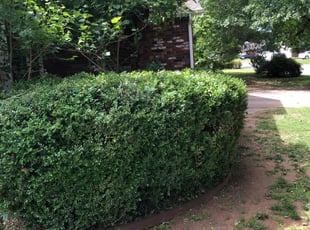 Bush Trimming by Paul Handley for Bill B. in Tulsa, OK