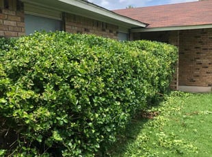 Bush Trimming by Paul Handley for Kirsty G. in Glenpool, OK