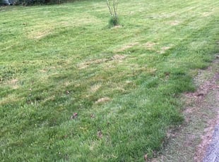 Teisha C.'s Lawn Care service result