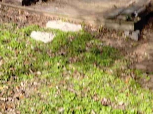 Cleanups by Mario Castro for Clint S. in Arlington, TX