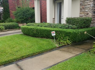 Bush Trimming by Hugo Melgar for David B. in Houston, TX