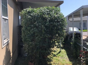 Bush Trimming by Jim Haak for Rebecca M. in Sacramento, CA