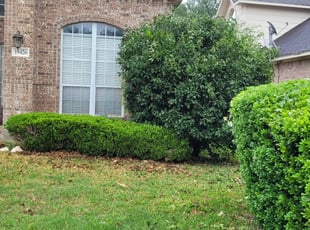 Bush Trimming by Aurian Medina for Thomas E. in San Antonio, TX