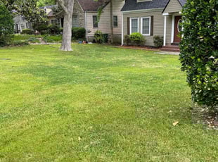 Dynise P.'s Lawn Maintenance service result