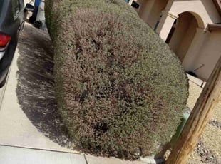 Bush Trimming by Angel Sandoval for Sharon M. in El Paso, TX