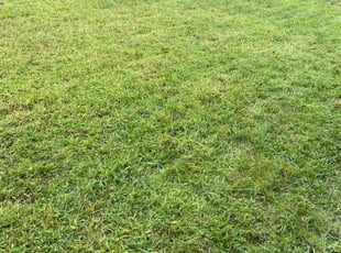 Scott K.'s Lawn Mowing service result