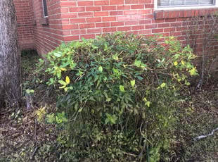 Bush Trimming by Nick Reaves for Adam S. in Charlotte, NC
