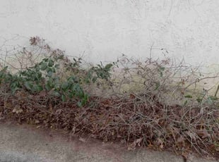 Bush Trimming by Daiby Alvarez for Alonzo E. in Conroe, TX