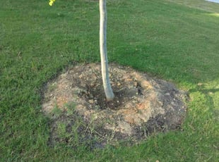 Cleanups by Ismael Galvez for Christy B. in Monroe, NC