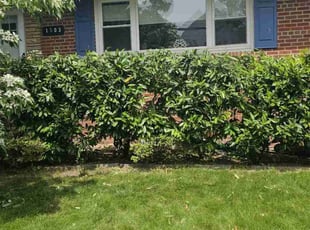Bush Trimming by Terrence Hawkins for Frederick D. in Alexandria, VA