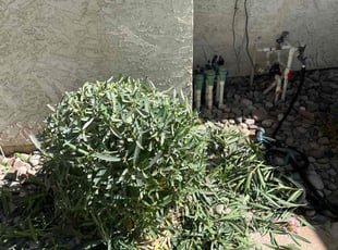 Bush Trimming by Jonathan Bell for Robert S. in Mesa, AZ