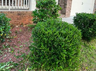 Bush Trimming by Takila Knighton for Olu T. in Snellville, GA