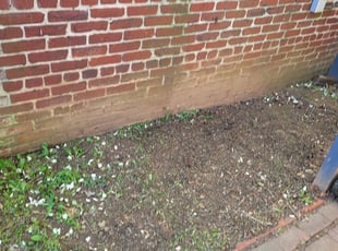 Leaf Removal by Tariq Price for Caroline C. in Washington, DC