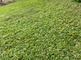 Charles S.'s Yard Cutting service result