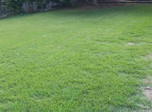 Nancy S.'s Lawn Maintenance service result