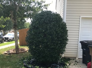 Bush Trimming by Derrick Cherry for Jacqueline C. in Charlotte, NC