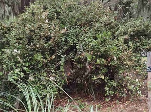 Bush Trimming by Bob Dasher for Robert C. in Saint Helena Island, SC