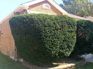Bush Trimming by Maria Torres for Mya (Myles) W. in Chicago, IL