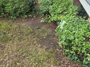 Weeding by Sammuel Ellis-Johnson for Nancy P. in Richmond, VA