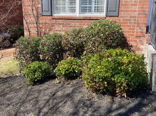 Bush Trimming by Troy Smith for Demetri A. in Hendersonville, TN