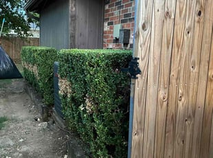 Bush Trimming by Estuardo Rabanales for Carly R. in Watauga, TX