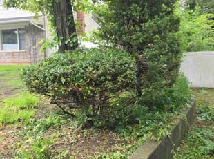 Bush Trimming by Miriam Mayoral-Gress for Syed A. in Ronkonkoma, NY