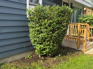 Bush Trimming by Ricardo Flores for Paul G. in Waukegan, IL
