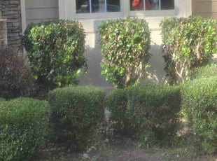 Bush Trimming by Kevin walker for Wale E. in Kennesaw, GA