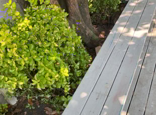 Leaf Removal by Jessica Clark for Nithya S. in Memphis, TN