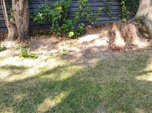 Bush Trimming by Ronald i know Butler for Sarah S. in Charleston, SC
