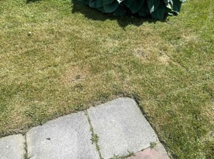 Weeding by John Simon for Miah W. in Warren, MI