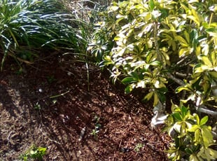 Weeding by Qeshan Johnson for Marly C. in Pembroke Pines, FL