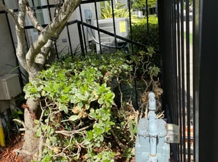 Bush Trimming by Paz Silva for Scott H. in Houston, TX