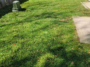 Victoria G.'s Yard Cutting service result