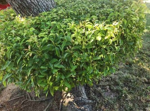 Bush Trimming by Juan Rodriguez for Gena A. in Sacramento, CA