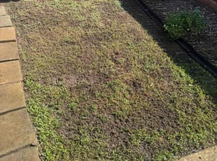 Aeration by Shanee Walker for Roselyn C. in Newport News, VA