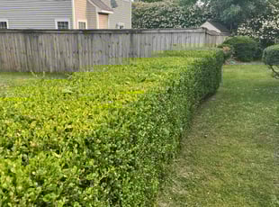 Bush Trimming by Bryan Oren for joseph p. in Virginia Beach, VA