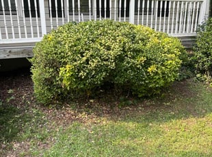 Bush Trimming by Chrishun Webber for Shaneik J. in Kennesaw, GA