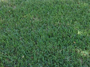 Julie C.'s Lawn Mowing Service service result