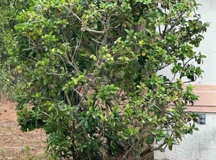 Bush Trimming by Mike Szpara for Daniel O. in Palm Coast, FL
