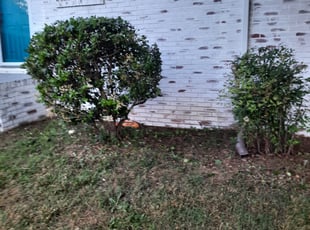 Bush Trimming by Clyde Davis for Cristian H. in Gastonia, NC